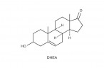 DHEA
