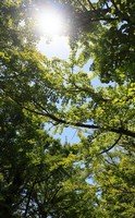 Ginkgo, el árbol fósil para la memoria