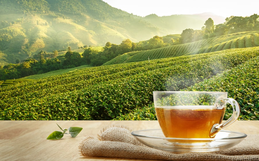  El té, fuente de propiedades antioxidantes 