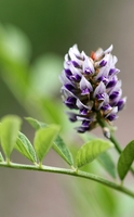 Digestión y buen ritmo intestinal gracias a las plantas
