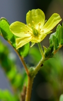 Plantas y deseo sexual