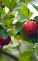 La acerola, la fruta con vitamina C que ayuda a disminuir el cansancio y la fatiga<sup>1</sup>