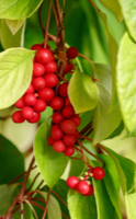 5 Plantas adaptógenas para el estrés
