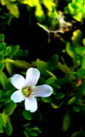 Bacopa, la planta que mejora la memoria