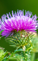 Las 6 plantas para un plan detox natural 