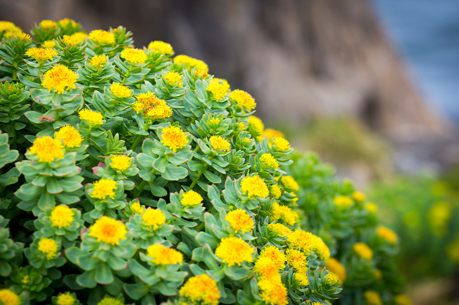 Cómo tomar Rhodiola Rosea: cápsulas, solución oral líquida, ...