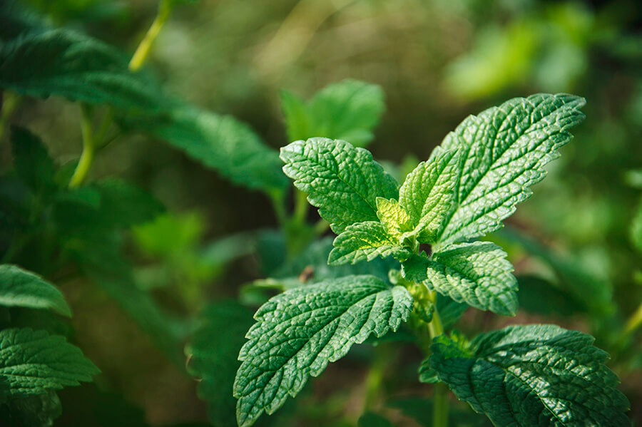 Melissa officinalis para el insomnio: la planta que mejora tu sueño