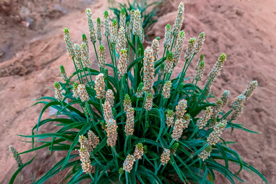 Psyllium para el estreñimiento: Beneficios y propiedades del Plantago ovata