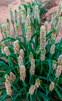 Cáscaras de Psyllium: La solución natural para el estreñimiento