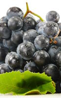 Trans-resveratrol y envejecimiento