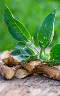 Beneficios de la ashwagandha para la piel