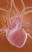 Salud cardiovascular: metabolismo y energía celular
