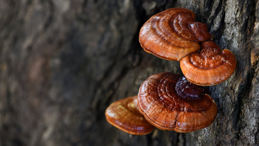Hongo Reishi: beneficios para defensas y colesterol