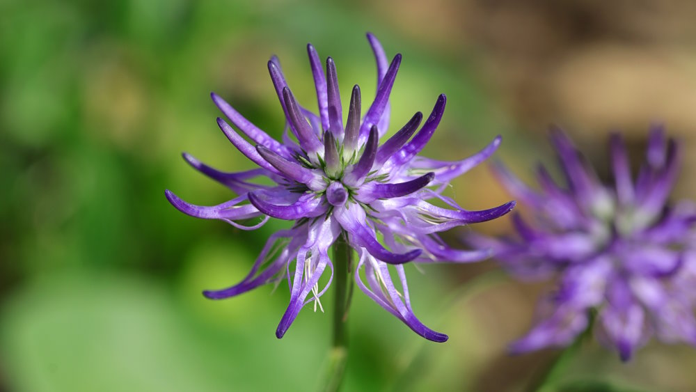 Harpagofito y cuidado articular: movilidad y suplementos