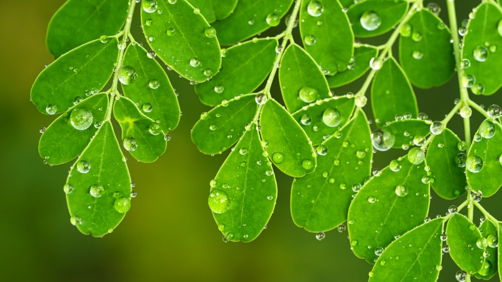 Moringa para el cansancio: beneficios y análisis