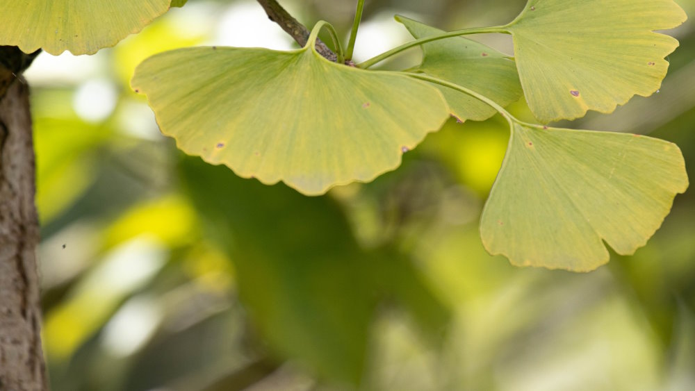 Ginkgo biloba para la memoria en la madurez