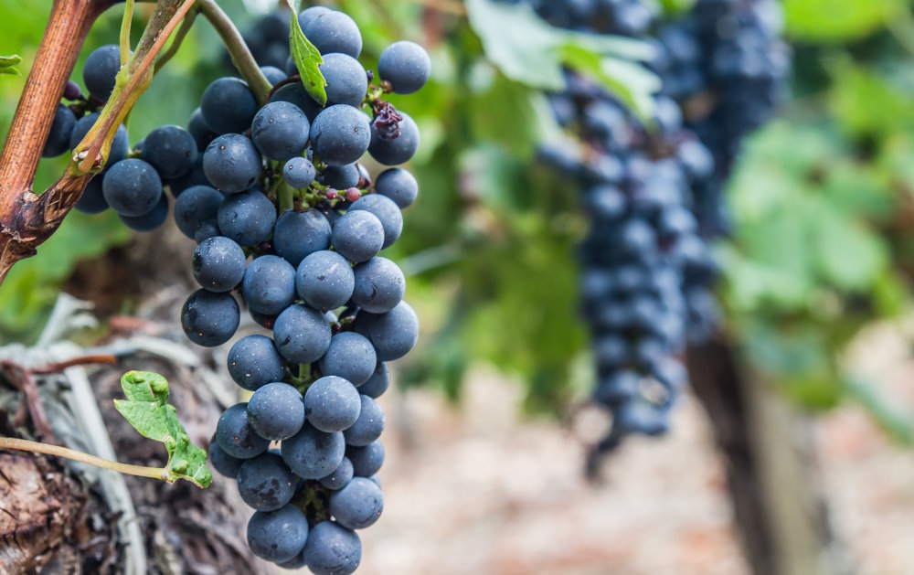 ¿Para qué sirve el resveratrol? Beneficios y su unión con OPC de uva