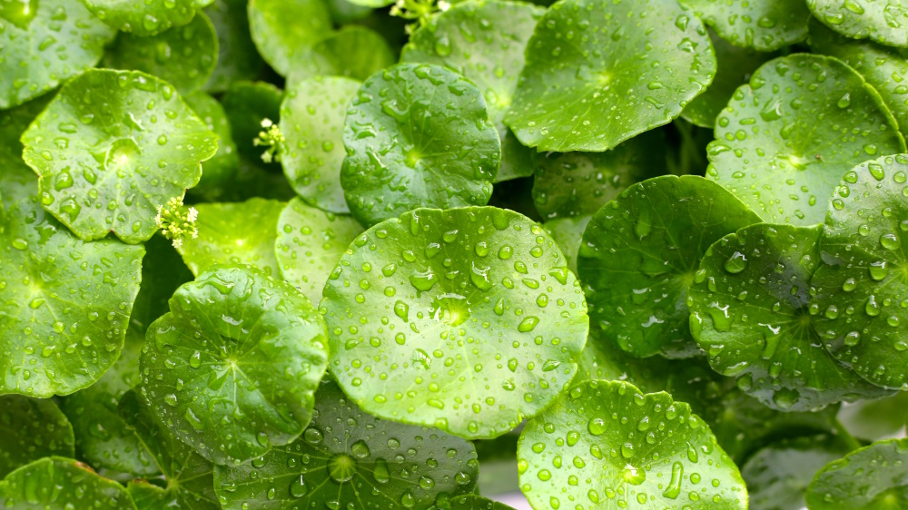 Centella asiática: propiedades para circulación y colágeno