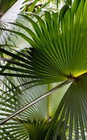 Sabal palmetto, la planta para la salud de la próstata