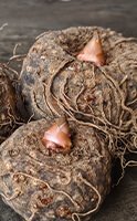 Glucomanano: La planta para regular el tránsito intestinal
