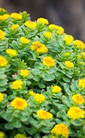 Cómo tomar Rhodiola Rosea para maximizar sus beneficios