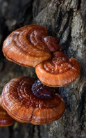 Beneficios del hongo Reishi