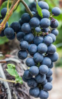 ¿Para qué sirve el resveratrol? Beneficios y su unión con OPC de uva