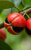 Guaraná para el control de peso