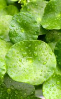 Beneficios de la centella asiática