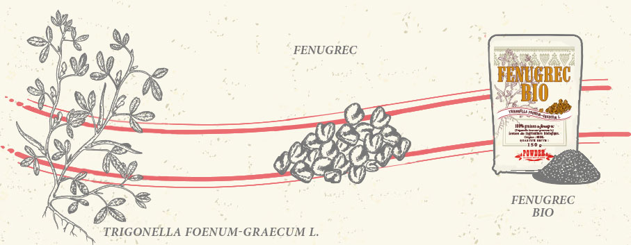 SEMILLAS DE FENOGRECO ECOLÓGICA POWDER