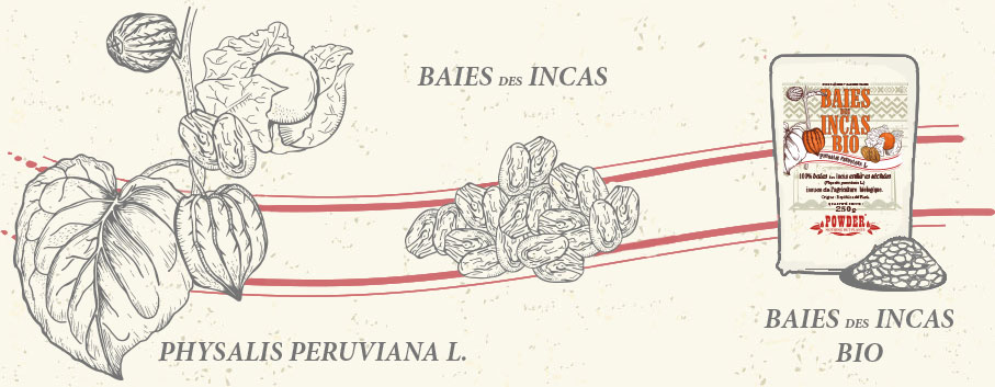 BAYAS INCAS - BAYAS INCAS ECOLÓGICAS POWDER