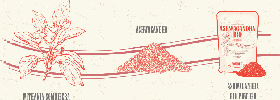 Withania somnifera - ASHWAGANDHA - ASHWAGANDHA ECOLÓGICA POWDER