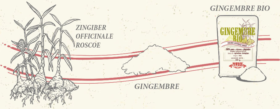 RIZOMA DE JENGIBRE POWDER