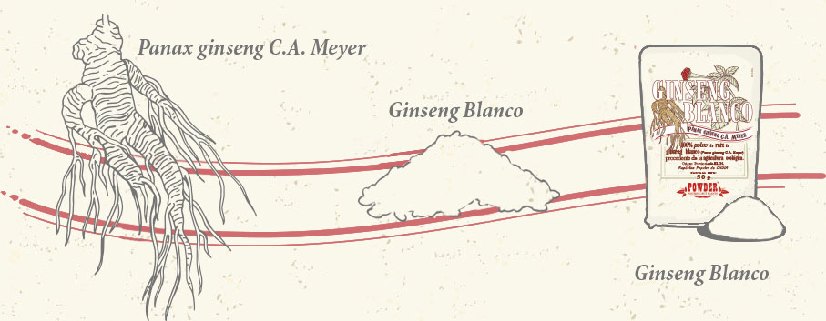 GINSENG BLANCO ECOL&Oacute;GICO EN POLVO - GINSENG BLANCO ECOL&Oacute;GICO EN POLVO POWDER