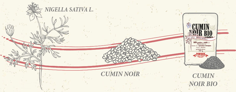 COMINO NEGRO POWDER