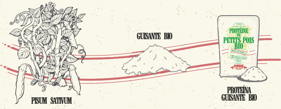 Pisum sativum - GUISANTE BIO - PROTEÍNA DE GUISANTE BIO