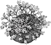 Maca negra ecológica