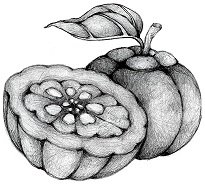 Garcinia cambogia Ecológica