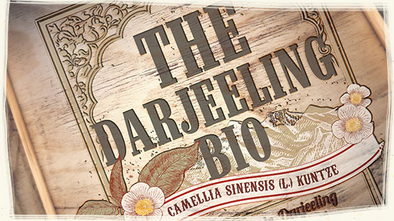 TÉ NEGRO DARJEELING ECOLÓGICO POWDER