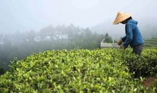 POWDER - TÉ VERDE SENCHA ECOLÓGICO