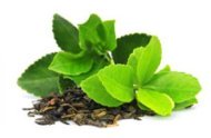 Camellia sinensis L.