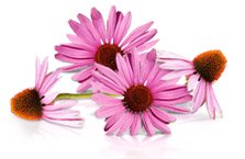 Equinácea Purpurea y Angustifolia