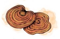 Reishi Ecológico