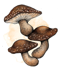 Shiitake Ecol&oacute;gico