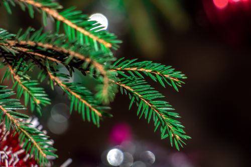 Rama de abeto balsámico