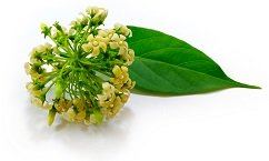 Hoja de Gymnema sylvestre