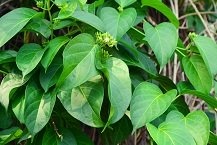 Gymnema Sylvestre