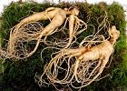 Ginseng Rojo Ecológico