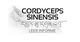 Cordyceps (CordycepsPrime™)