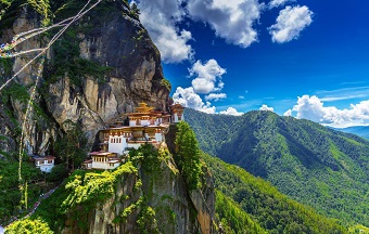 Cordyceps Tibet
